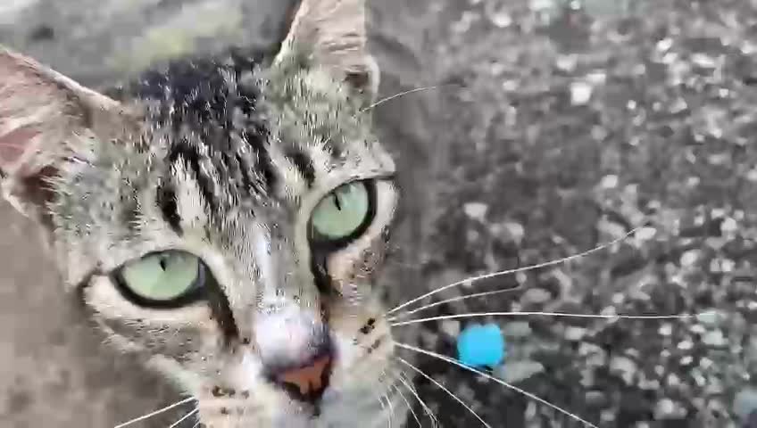 my cat is so cute. he likes to chase me everywhere
