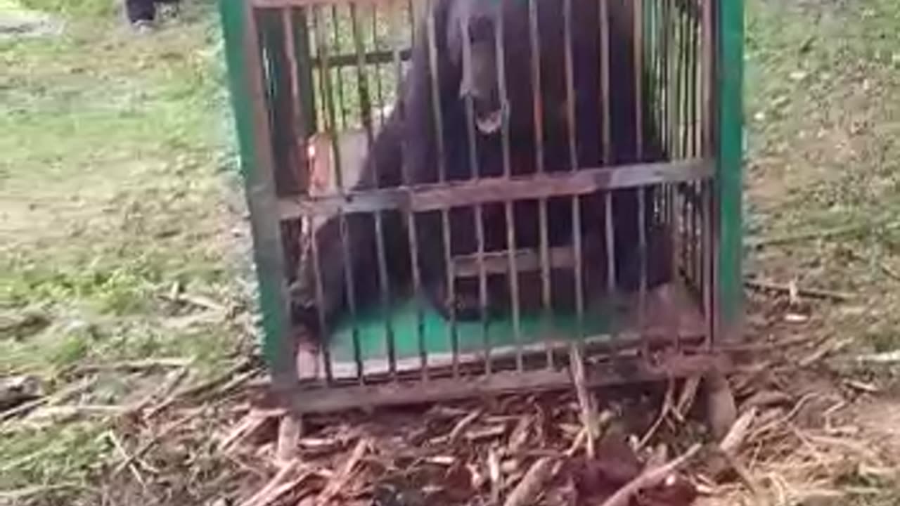 Bear attacked a large group of people