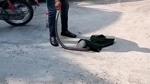 Snake video