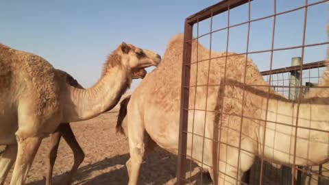 camels of uae beautiful