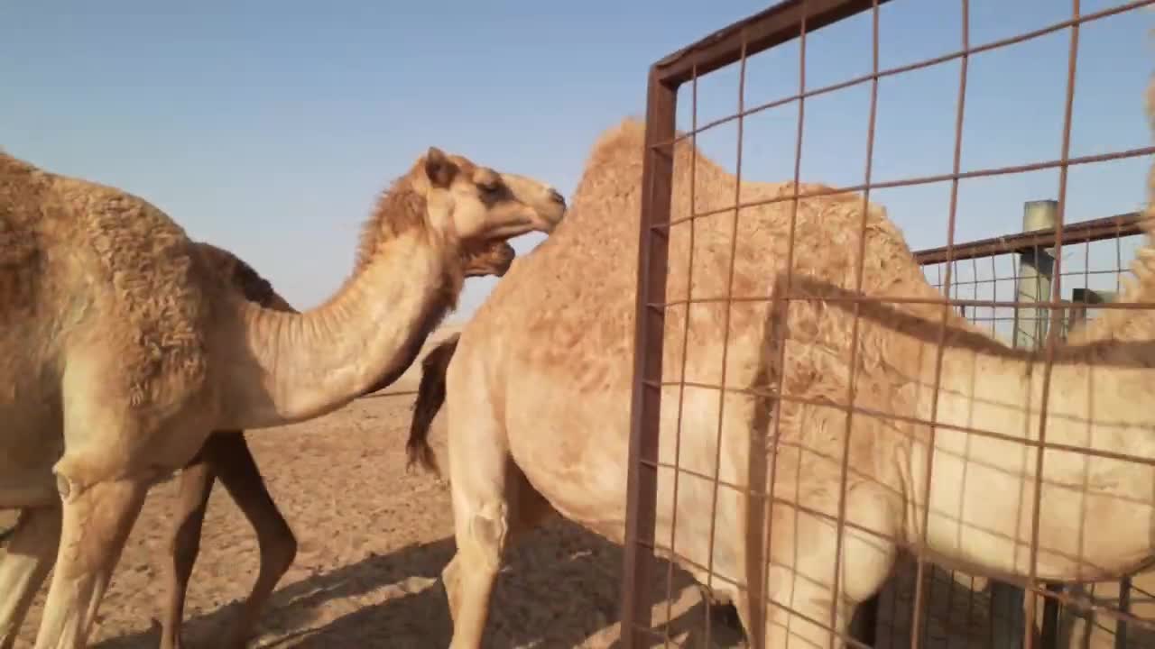 camels of uae beautiful