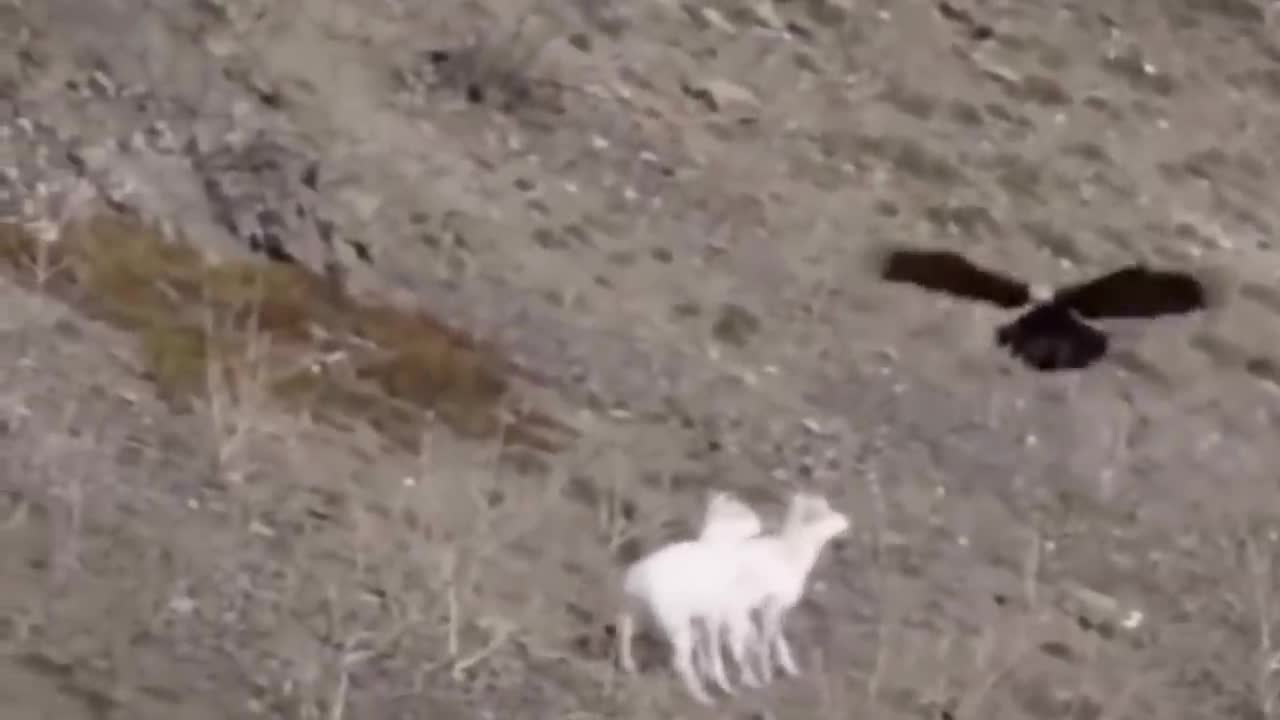 ¡¡¡ Estas CABRAS de montaña Desafían a la MUERTE !!!4