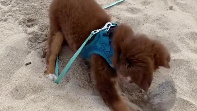 Show us your puppy dance!