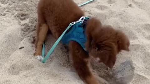 Show us your puppy dance!