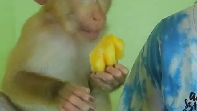 Amazing Baby Monkey Eating Fruits