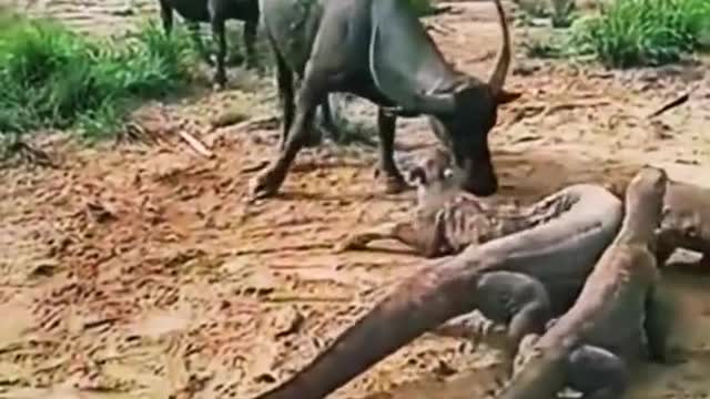 #buffalo #komodo #dragon #wildanimals #animals 👍👍👍