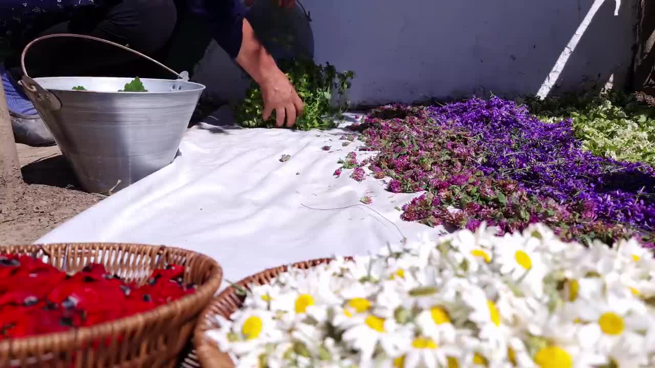 Harvesting and Drying Herbs for Teas and Cooking Easy Spring Dish, Cooking on Nature