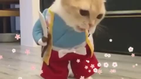 funny cat and the cutest ever