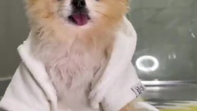 funny animal,cute dog,funny animals,funny animal videos,cute dogs,