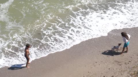 Dog playing on the beach with freesbee