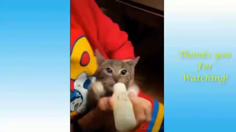 Kitten Grabs Milk