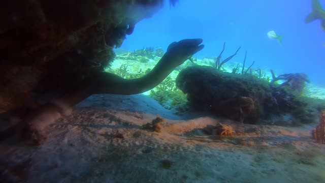 Moray Eel Encounter