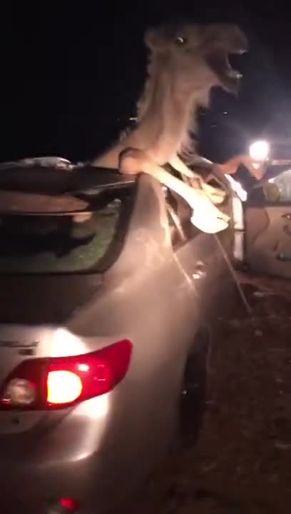 Car Accident with Camel
