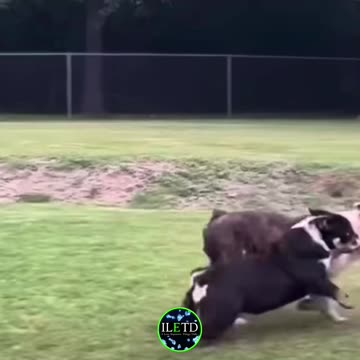 Who Else Felt His Pain? 🥺 🐶