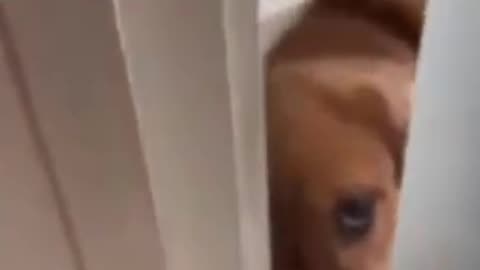 Love how it puts nose in the way 🤣😍😍