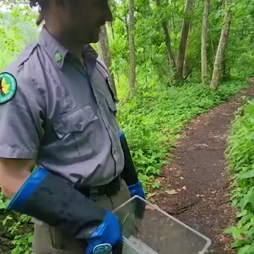 WHERE'S BULLWINKLE? Park Rangers Rescue, Rehabilitate "Rocky" the Flying Squirrel