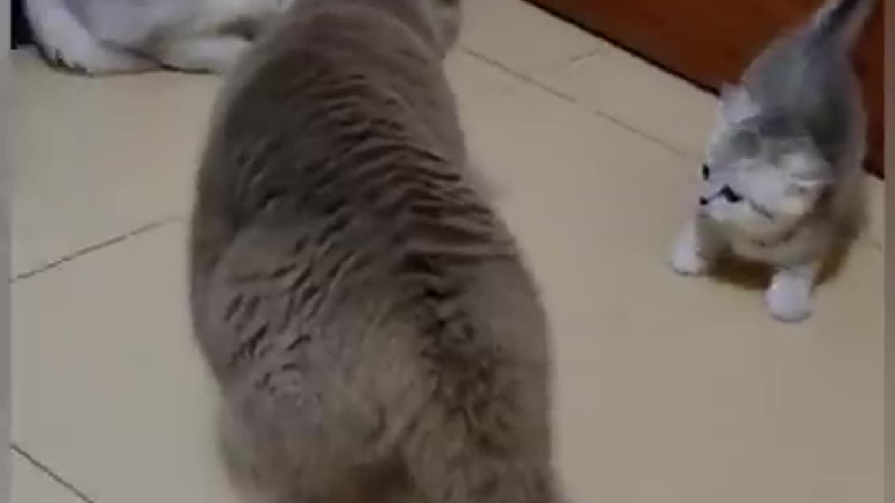 Cat is funny...