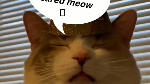 Top Funniest Animal Videos of Cat Reaction