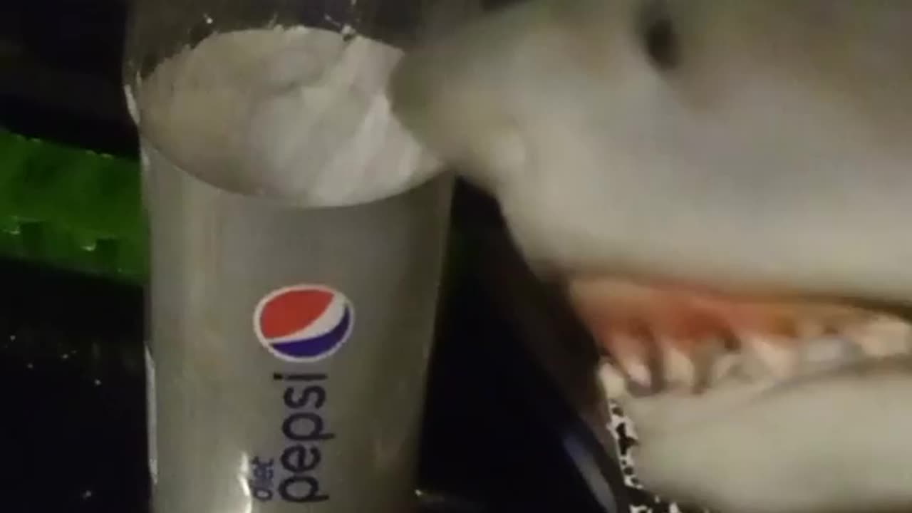 sharkie say hi