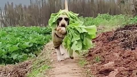 Dogs eat turnips