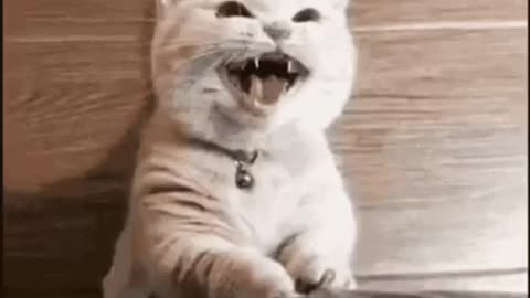 Cute Cat Gif