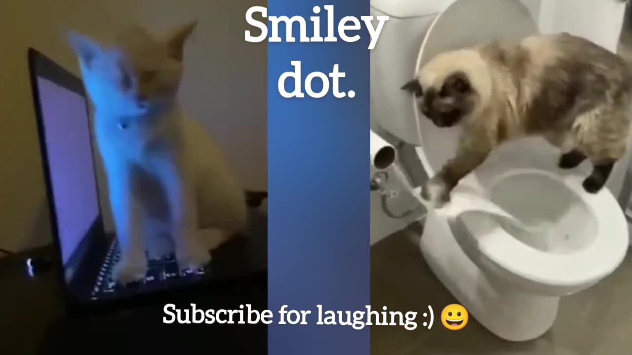 Funny Cats | পৃথিবীর বুদ্ধিমান বিড়াল গুলো | smiley dot