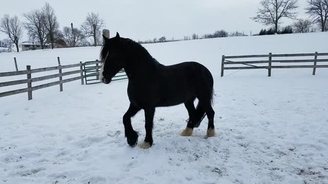 Friesdale horse does happy dance