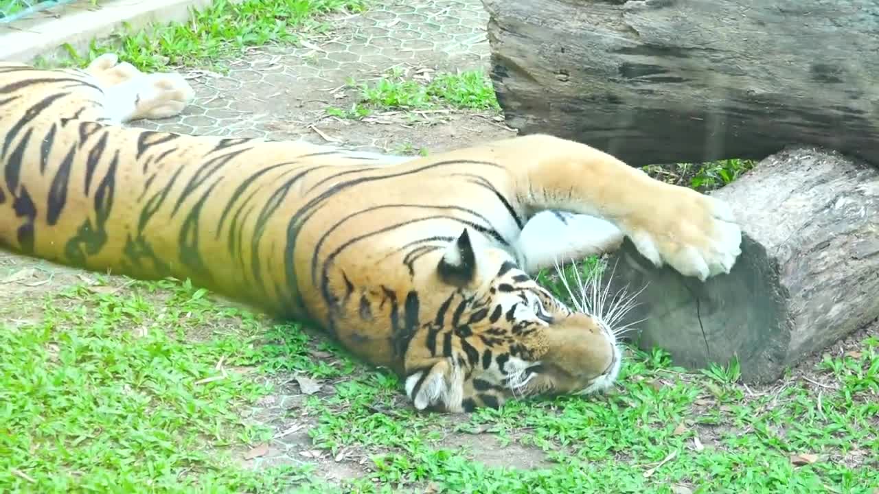 Vlad and Mama at sleeping tiger farm
