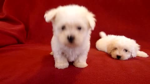 PUI DE BICHON MALTESE 0725758099