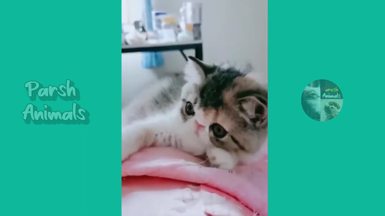 Cat and dog funny videos make my day🤣🤣