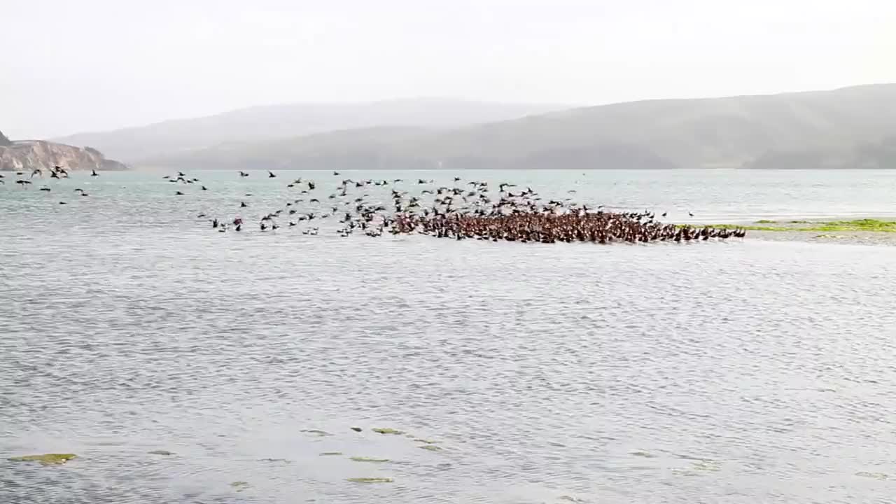 shore-birds-california-coast