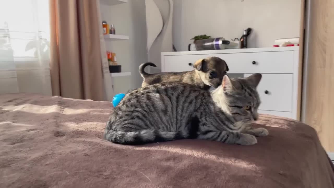 Funny cat reaction seeing puppies for the first time