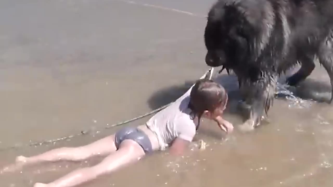 Canine Heroes: A Dog's Unwavering Courage to Save Her Girl from the Ocean"