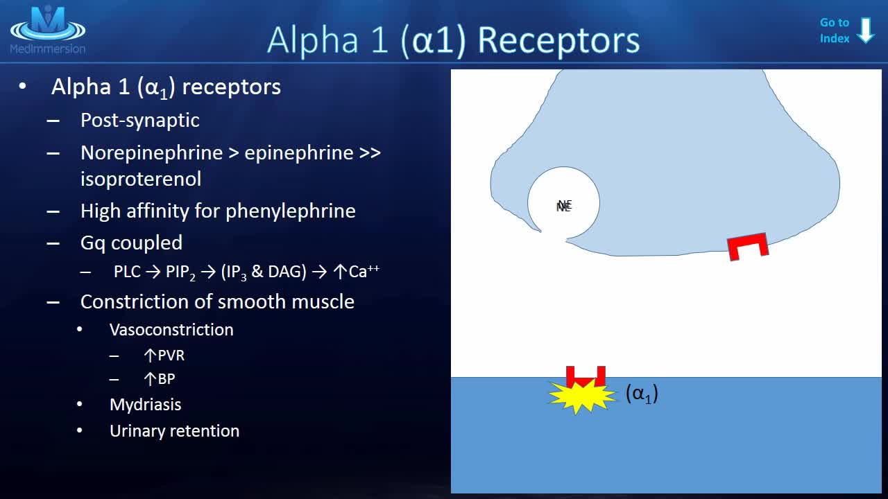 The Adrenergic Receptors Explained