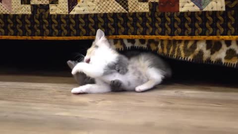 CUTE Kitten playing around