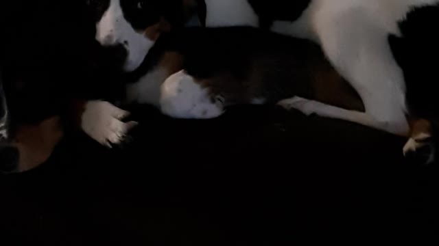 carmen&valkyrie Sunggling on top of one another