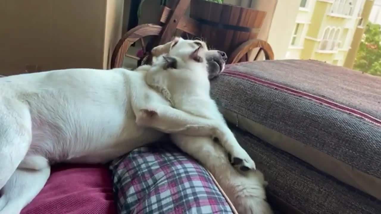 Sweet Doggo Lets His Cat Buddy Win A Play