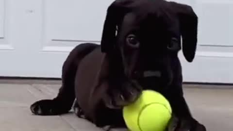 Cute and funny Dog 78