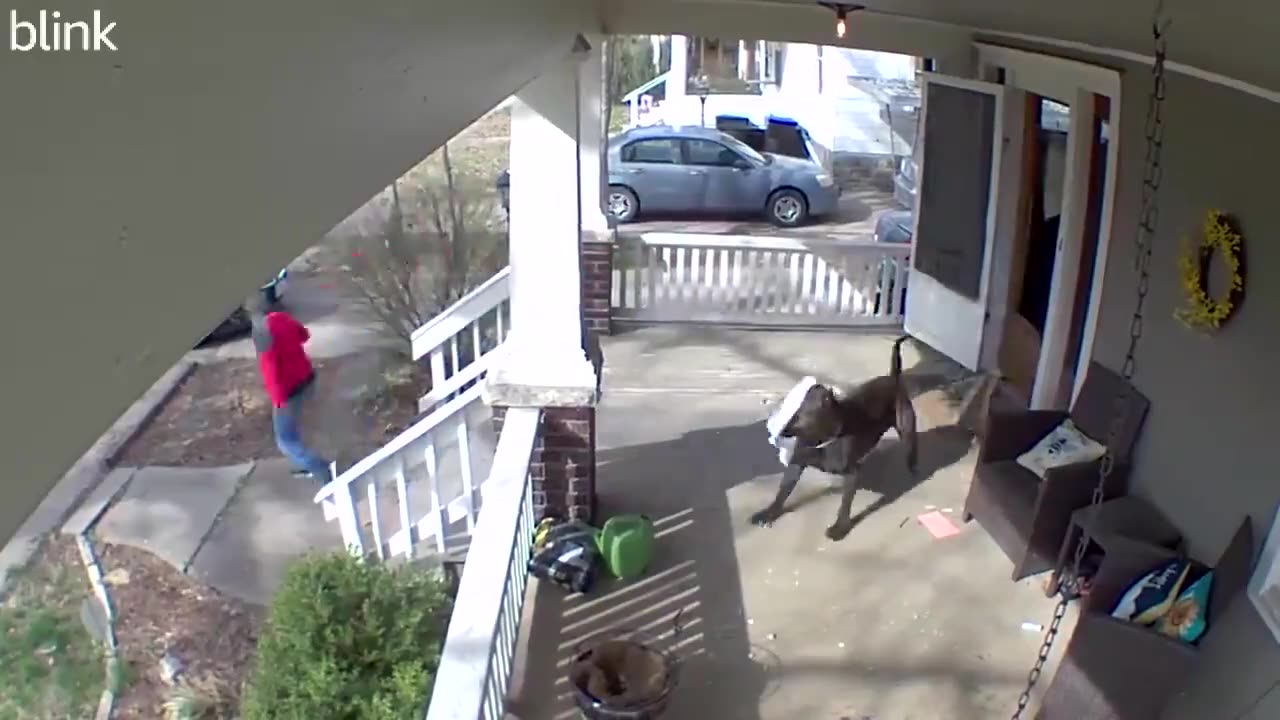 Door Dasher Chased By Dog