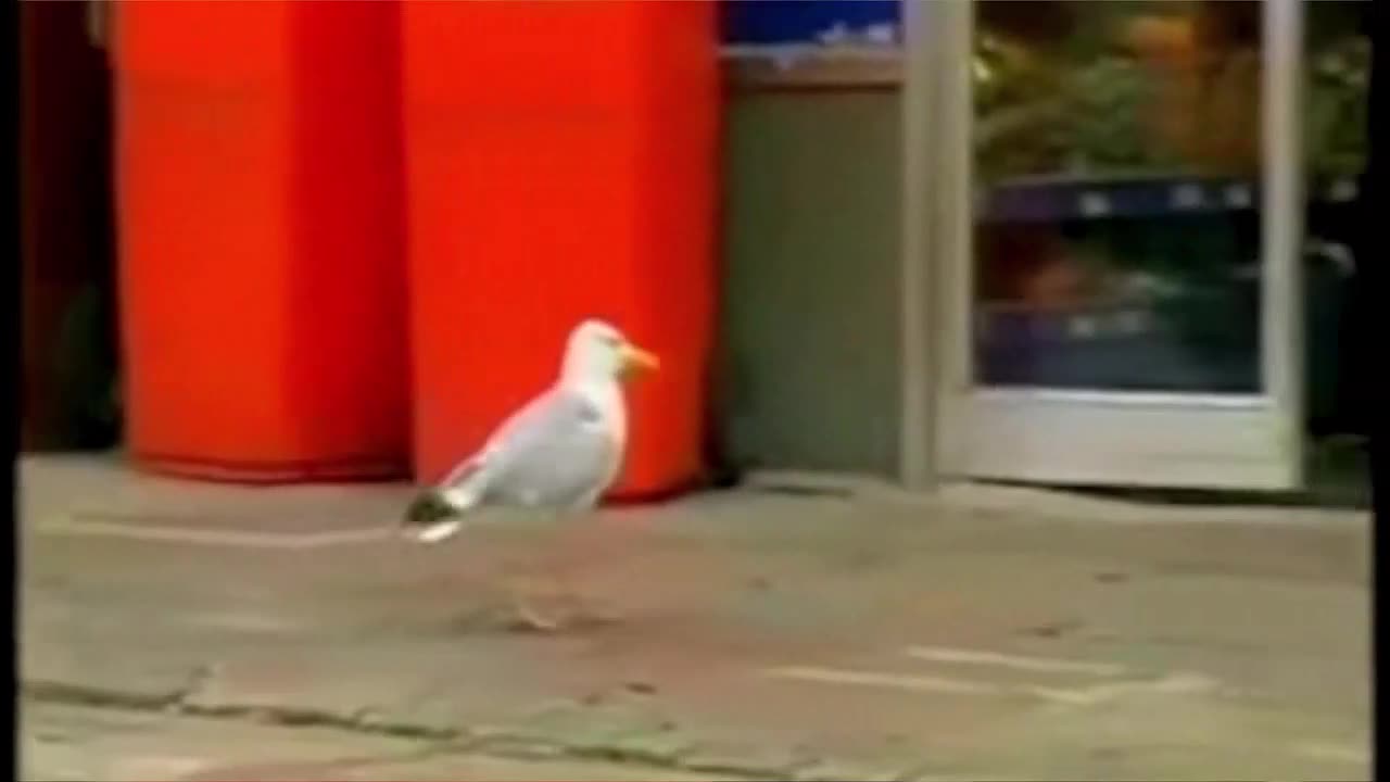 A bird steals potato chips from a store