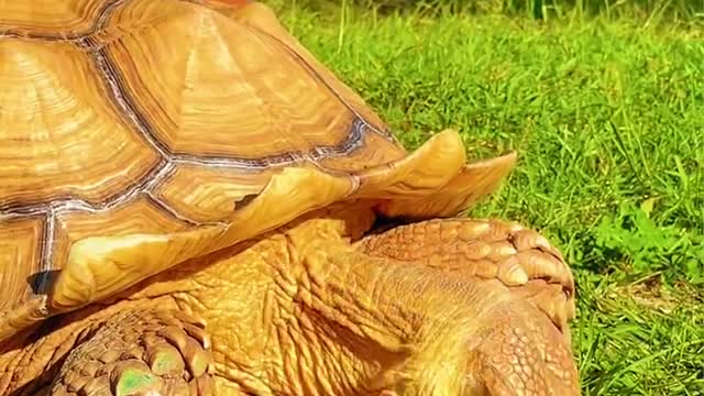 Big golden turtle with thick armor on the grass grazing