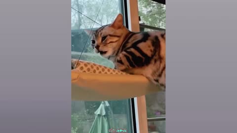 Dogs and cats fun#funny videos