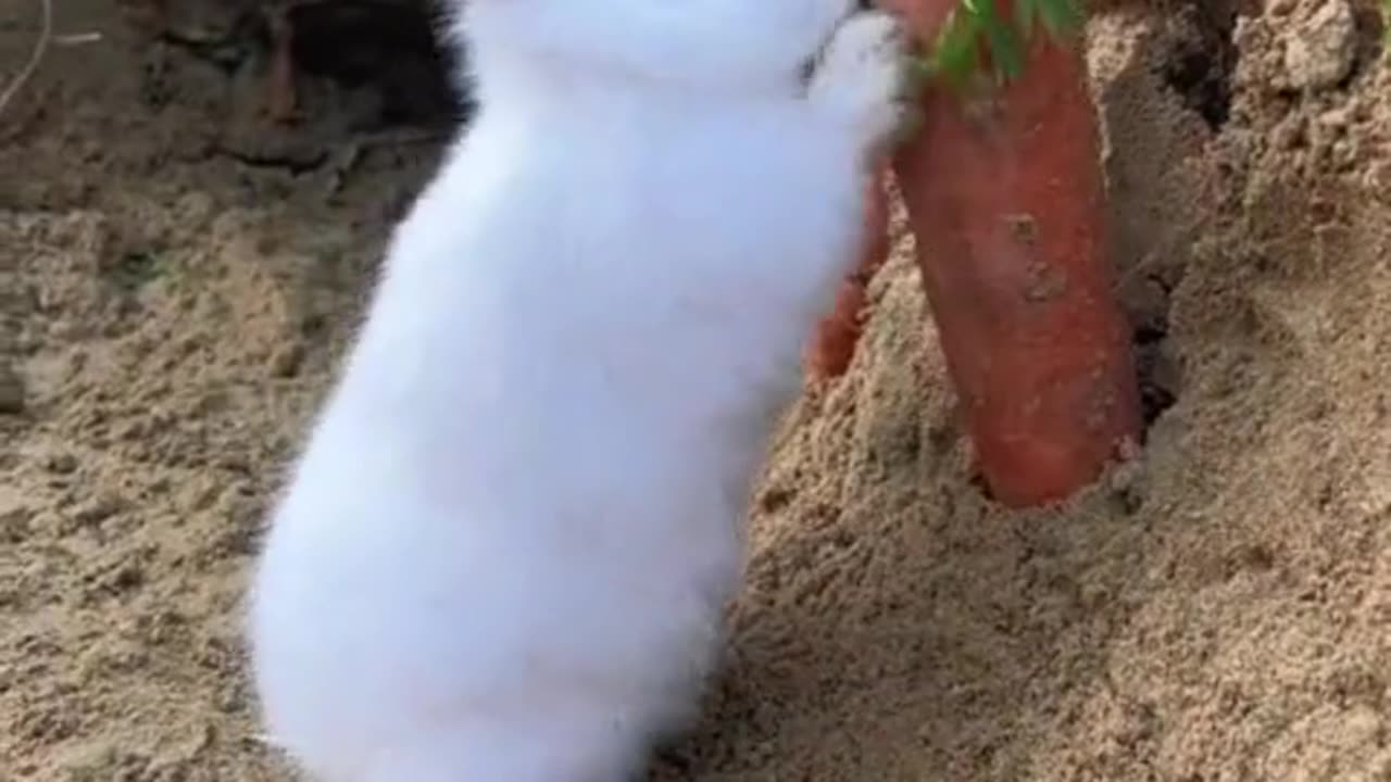 A happy little bunny.