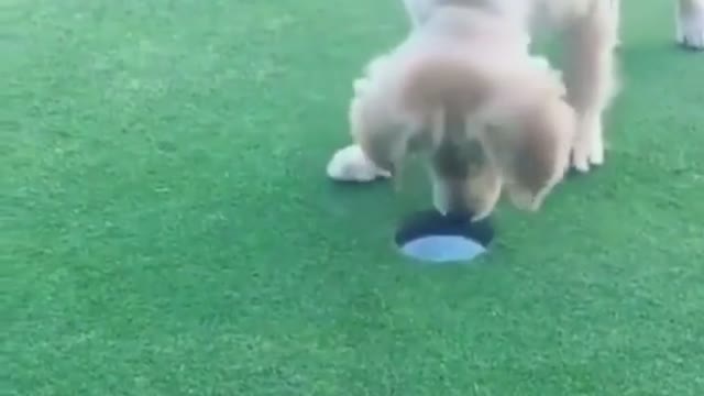 Dog helps golfer do a hole in ONE!!