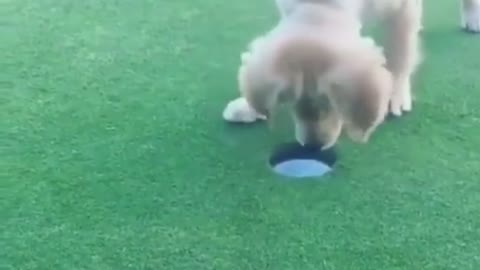 Dog helps golfer do a hole in ONE!!