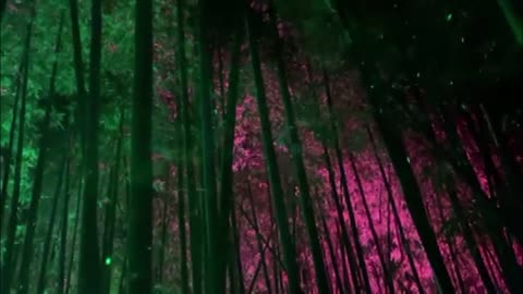 Lightscape opens for the holidays at San Diego Botanic Garden