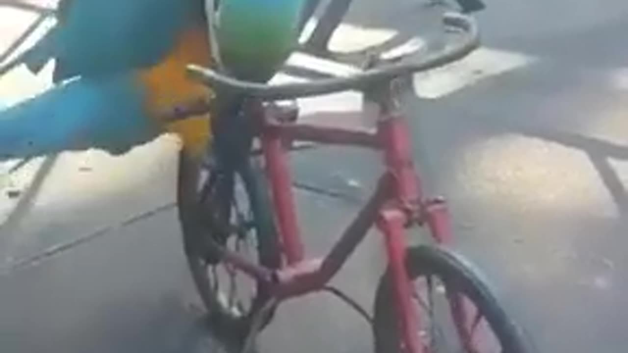 Parrot riding a bicycle #shorts