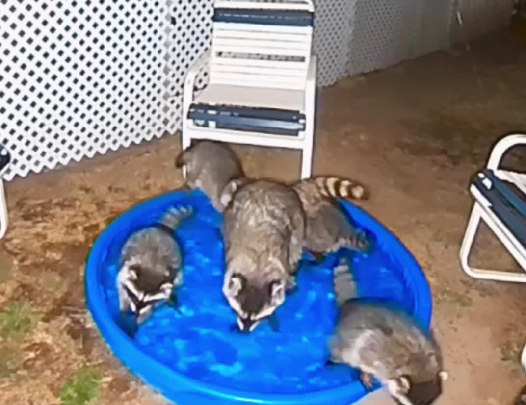 Raccoons Come Around for a Swim