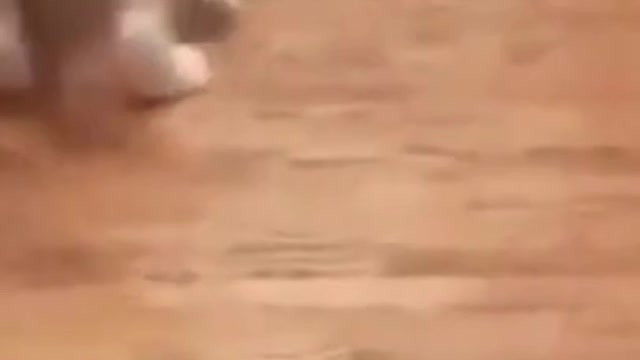 FUNNY ANIMAL COMPILATION