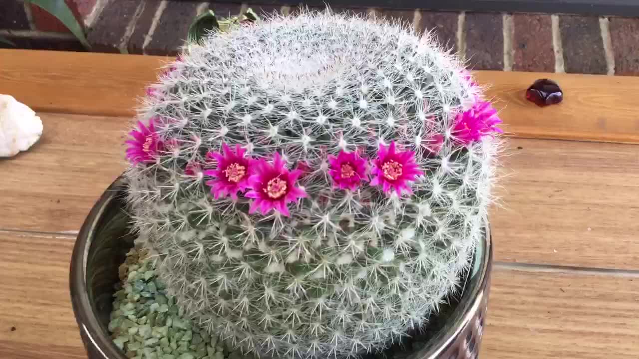 Australian Cacti Early Spring Bloom.😁🌺🌵